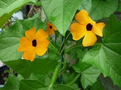 schwarzäugige Susanne.JPG