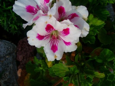 Pelargonie-weiß-rosa.JPG