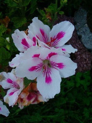 Pelargonie.JPG
