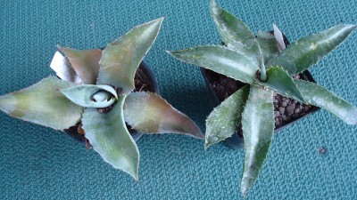Ag. pygmae + Ag. inaequidens.JPG