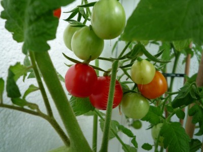 Coctailtomaten von Ute.JPG
