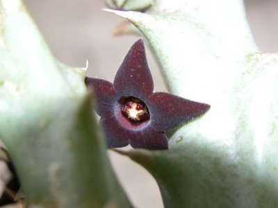 aasblume3.JPG