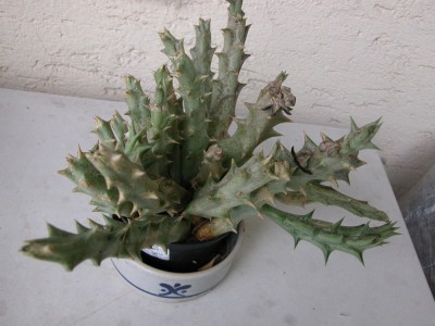 aasblume1.JPG