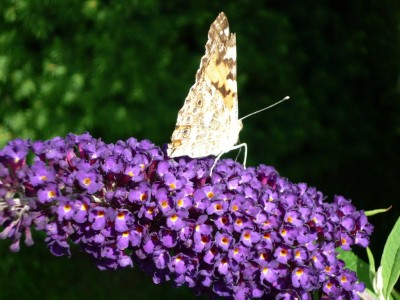 Schmetterlingsflieder mit Besucher1.JPG