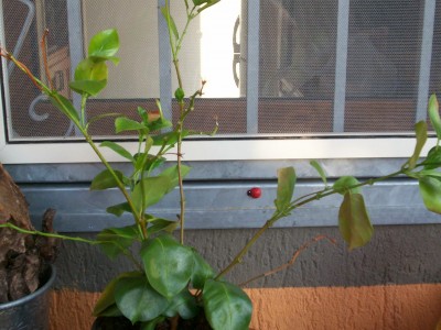 Immagine 248.jpg