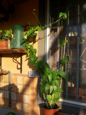 Immagine 247.jpg
