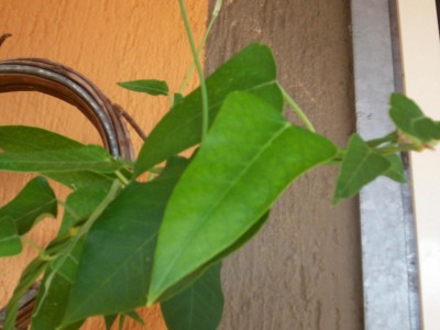 Immagine 248.jpg
