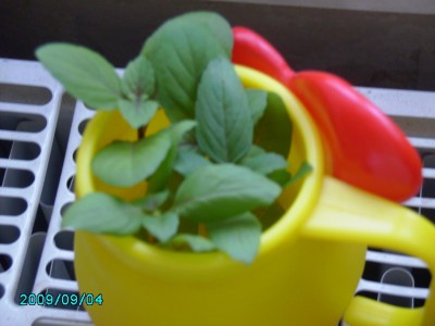 PICT0604.JPG