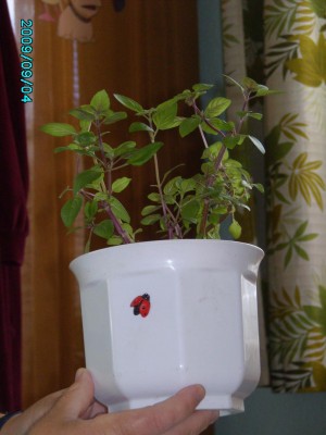 PICT0600.JPG