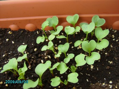 PICT0590.JPG