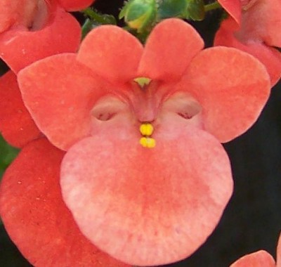 100_4401.jpg