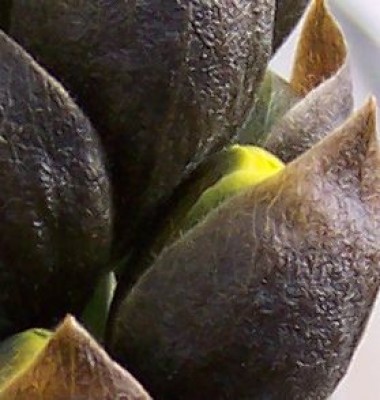 100_4368.jpg