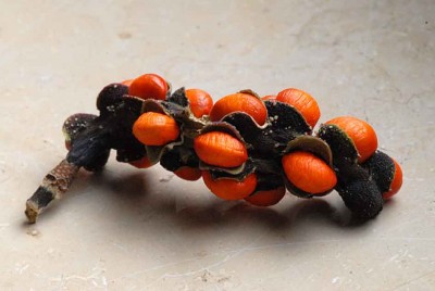 Zweig mit orangen Beeren.jpg