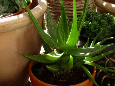 P1010174_600_450.jpg