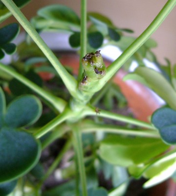 Schefflera.jpg