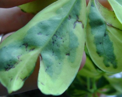 schefflera Blatt.jpg