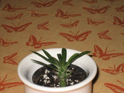 Pachypodium.jpg