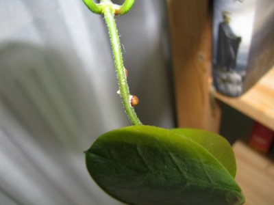 h_australis_2.JPG