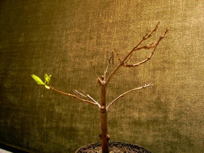 Baumoleander Marina.jpg