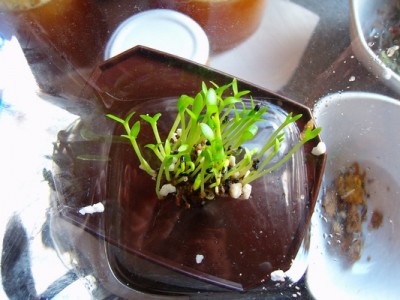 Pitahaya.JPG