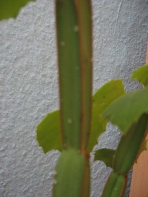 Cissus Quadrangularis 2.jpg