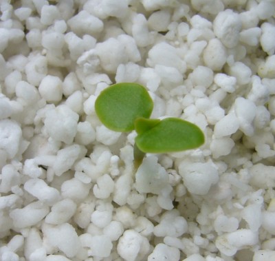 CeropegiaSandersonii.jpg