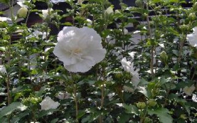 Hibiskus doppelt weiss.jpg