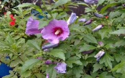 Hibiskus Blau cyclam.jpg