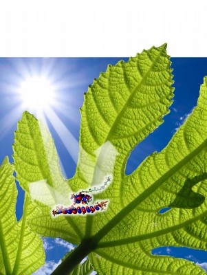 pflanzen-sonnenbrand.jpg