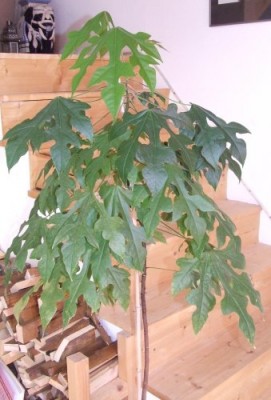 Dscf8323.jpg