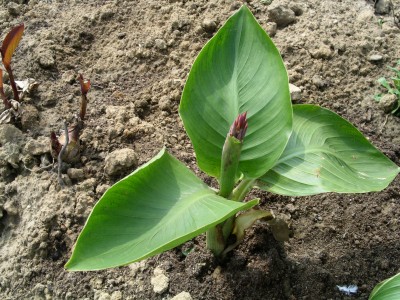 PICT0060.JPG