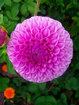 Pompon-Dahlie - rosa.JPG