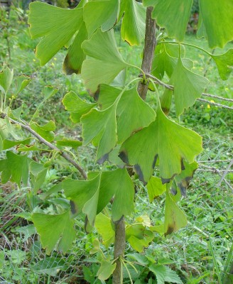 kranker Ginkgo.JPG