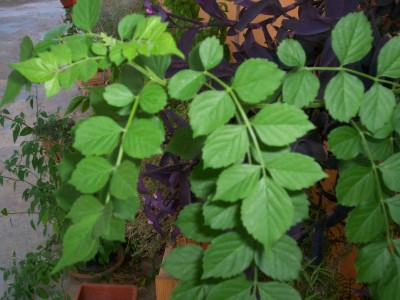 Immagine 257.jpg