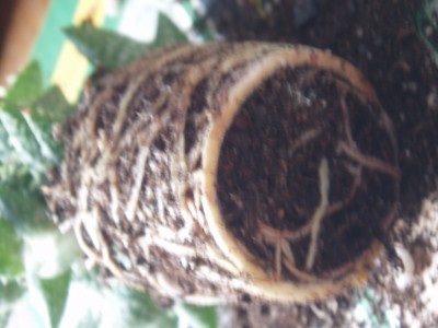 pflanzen 023.jpg