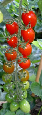 freiland-eiertomate1.jpg