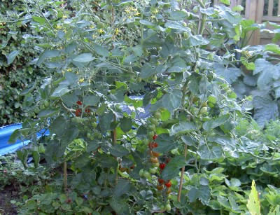 freiland-eiertomate2.jpg