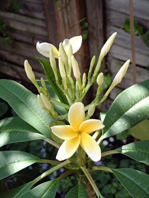 Plumiblüte_Juni_2008.jpg