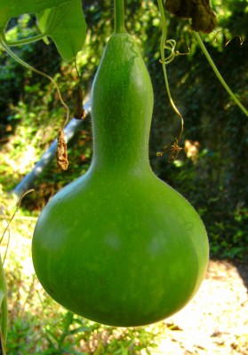 kalebassegroß.jpg