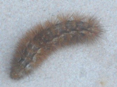 IMGP0899_Bildgröße ändern.JPG