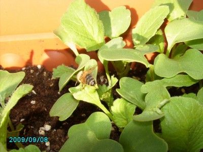 PICT0615.JPG