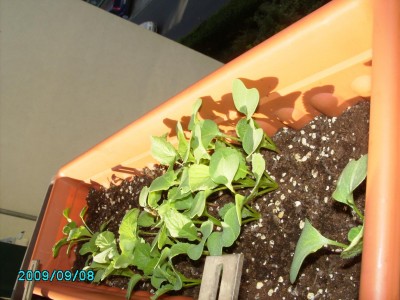 PICT0613.JPG