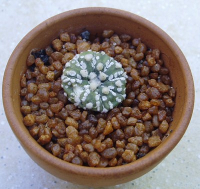 Astrophytum 2.JPG