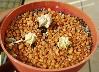 Astrophytum 1.JPG