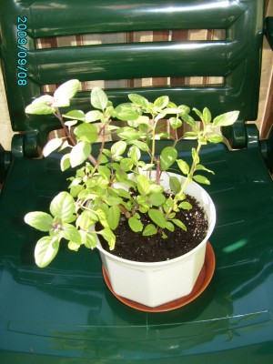 PICT0620.JPG