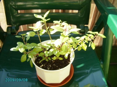 PICT0619.JPG