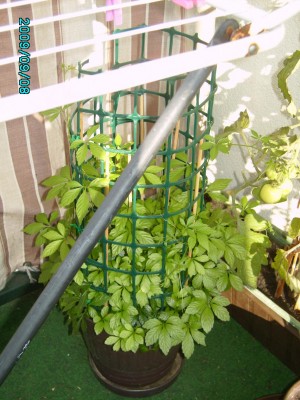 PICT0609.JPG