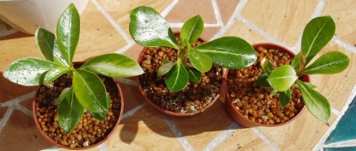 Adenium 2.JPG