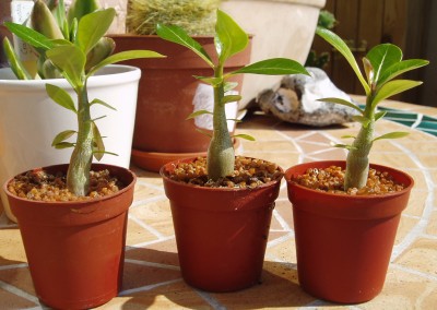Adenium 1.JPG