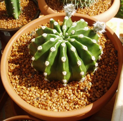 Echinopsis Knospen.JPG